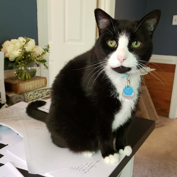 Meet your Posher, Shae - Picture 2 of 2